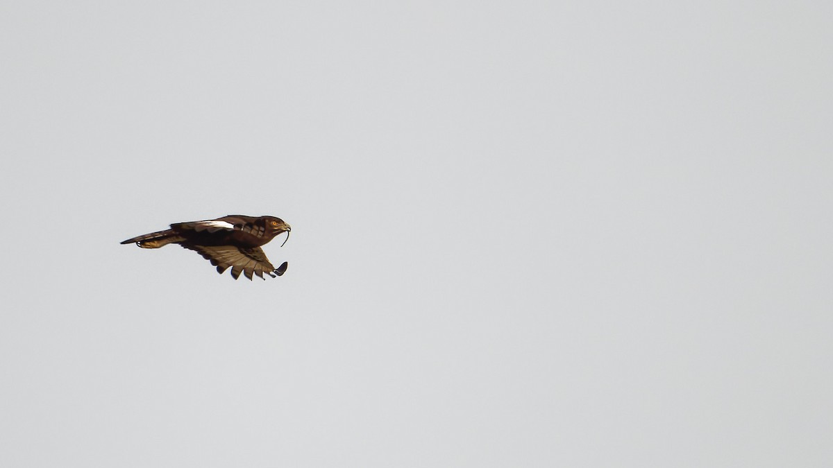 Long-crested Eagle - ML610779743