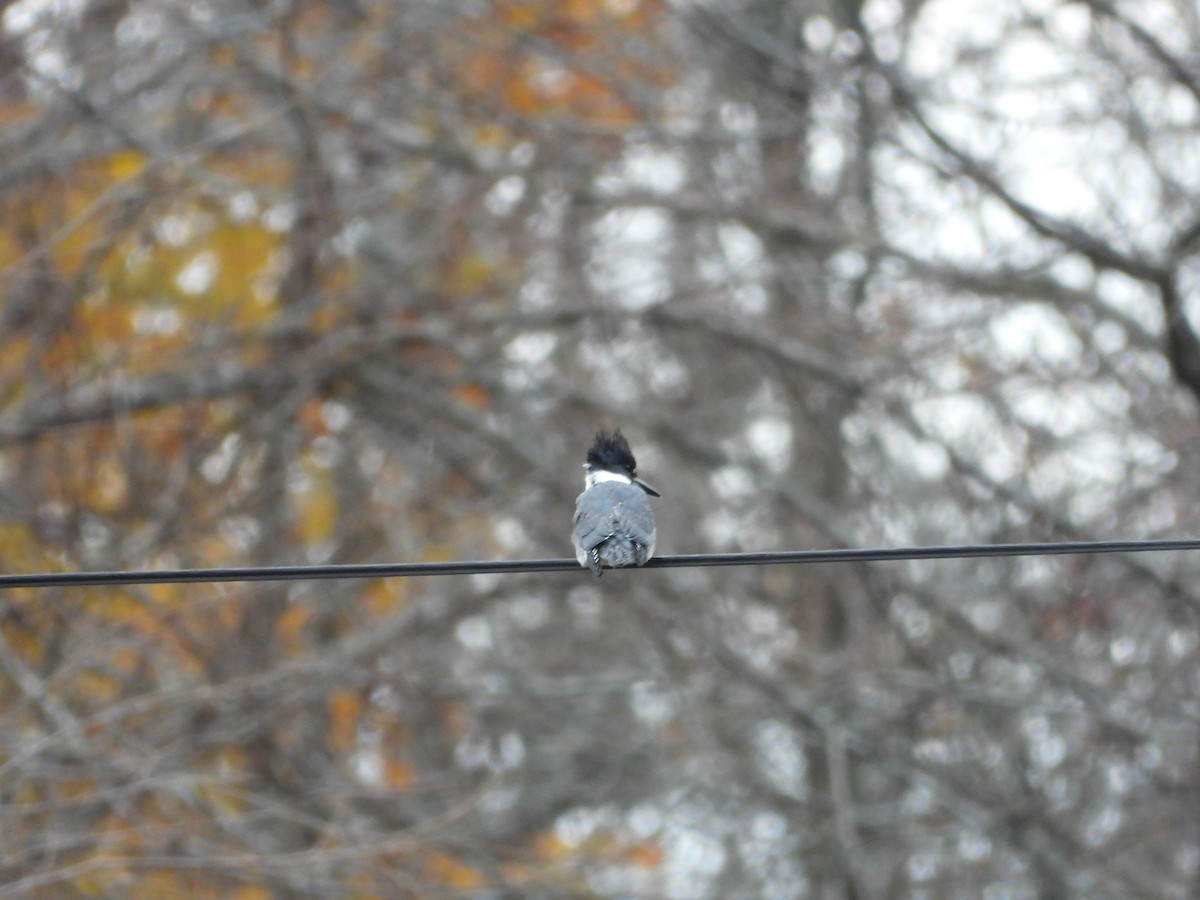 Belted Kingfisher - ML610779757