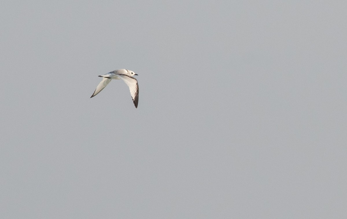 Black-legged Kittiwake - ML610779859