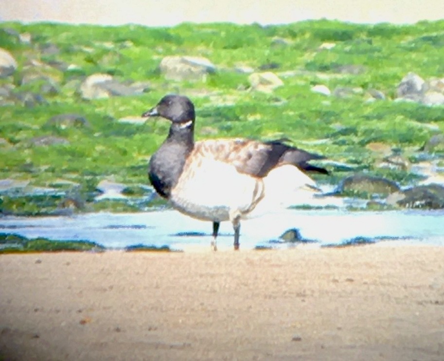 Brant - ML610779872