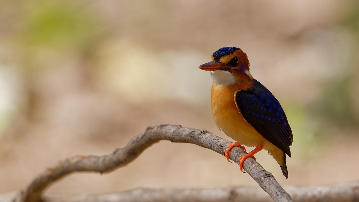 African Pygmy Kingfisher - ML610779876