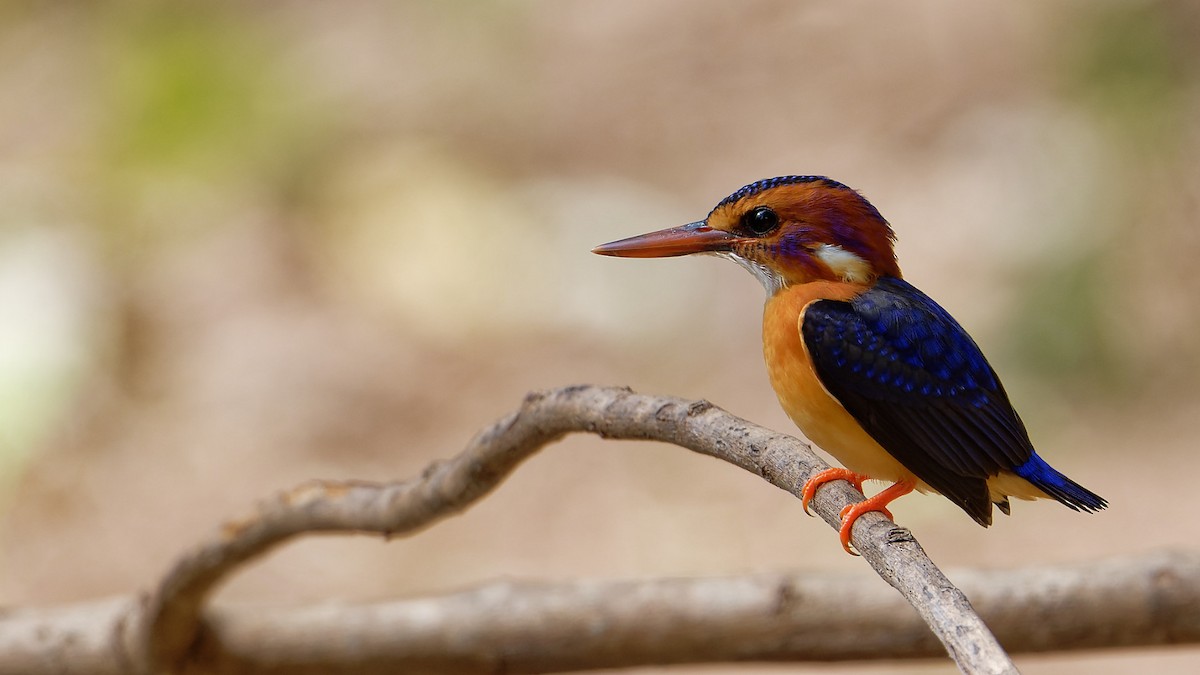 African Pygmy Kingfisher - ML610779878