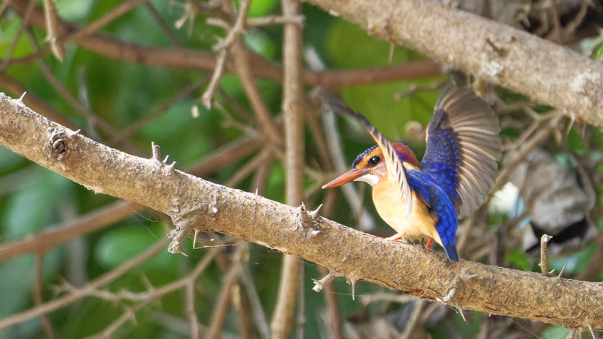 African Pygmy Kingfisher - ML610779879