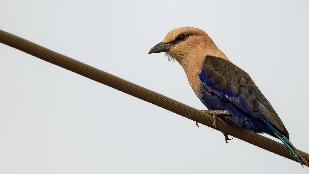 Blue-bellied Roller - ML610779911