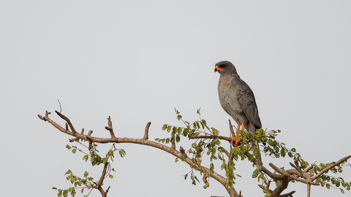 Dark Chanting-Goshawk - ML610779918