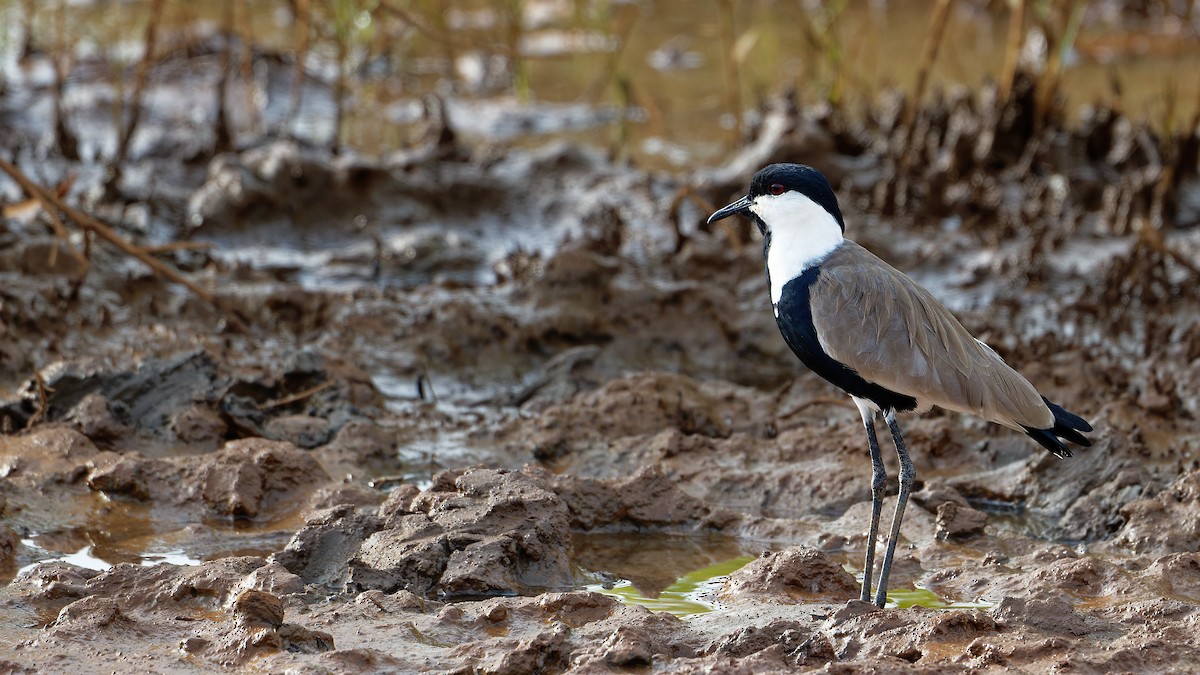 Spur-winged Lapwing - ML610779924