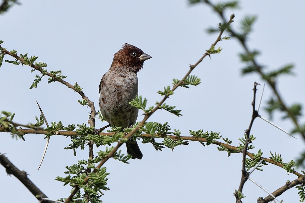 Chestnut Sparrow - Don Danko