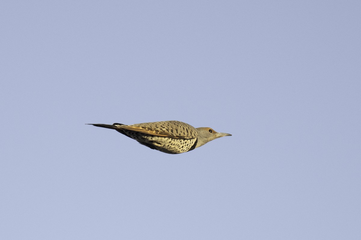 Northern Flicker - ML610780020