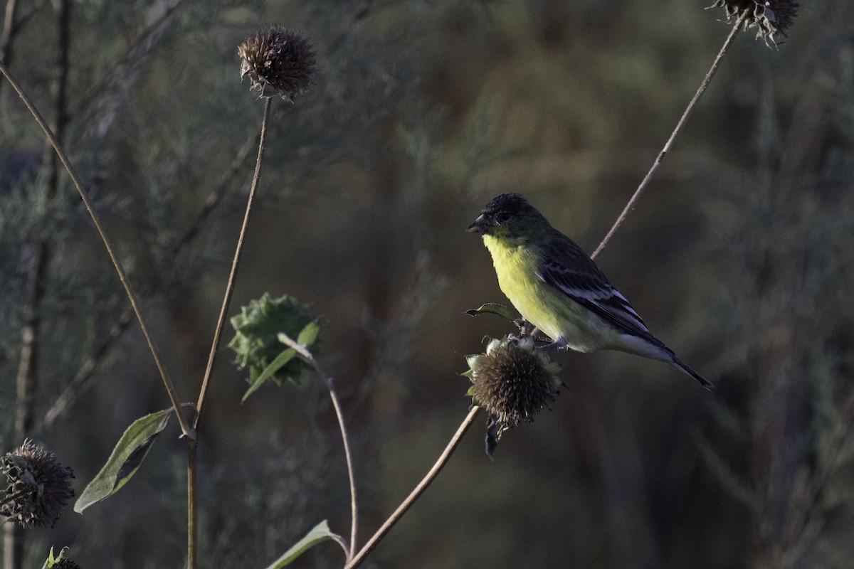 Lesser Goldfinch - ML610780034