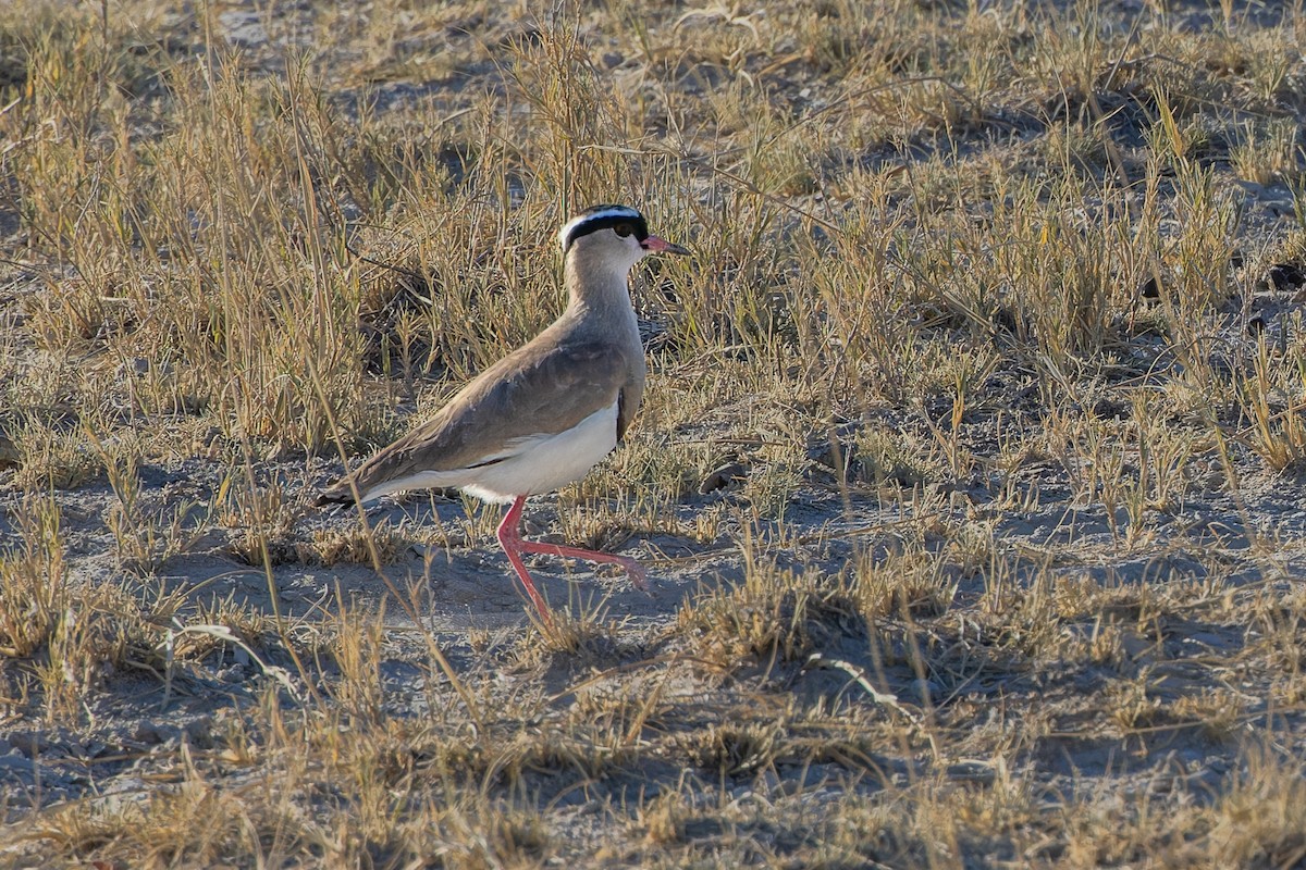 Crowned Lapwing - ML610780063
