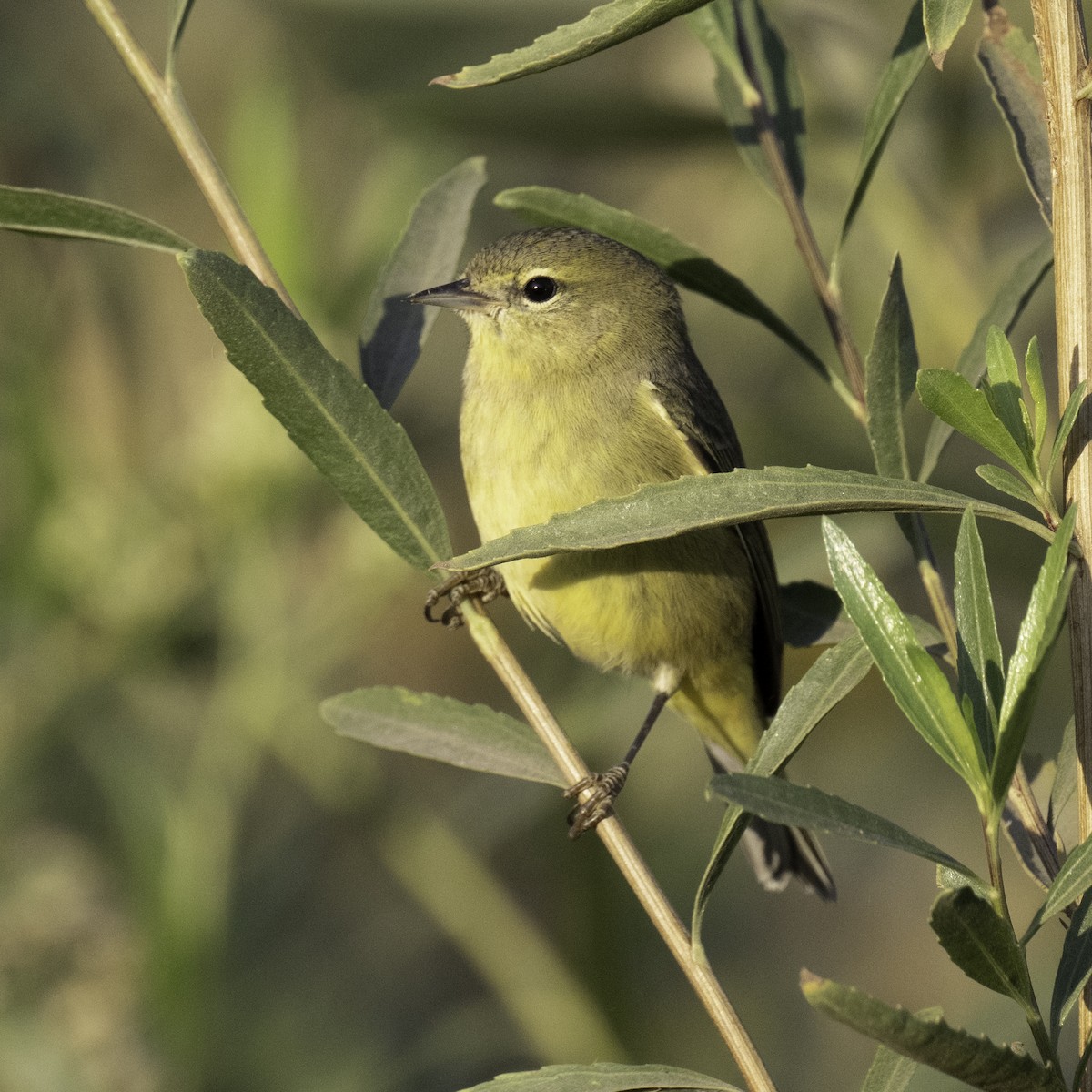 Orange-crowned Warbler - ML610780064