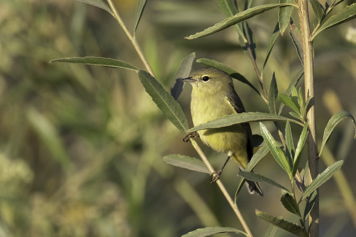 Orange-crowned Warbler - ML610780068