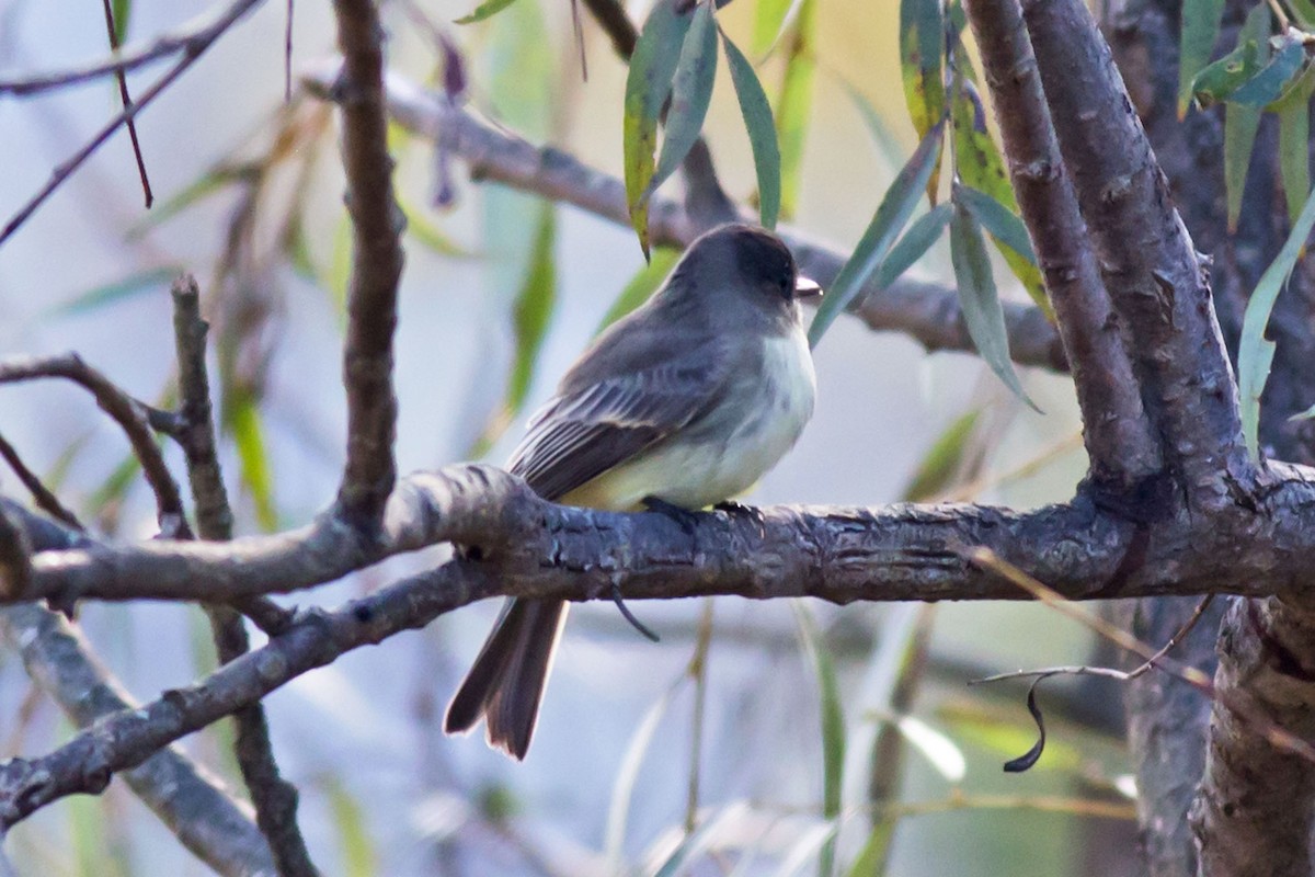 Eastern Phoebe - ML610780128