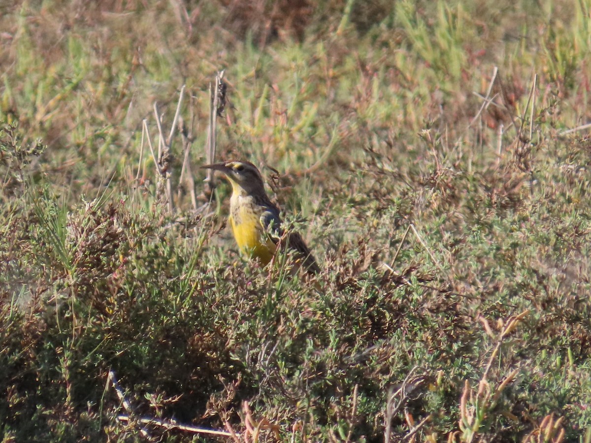 Western Meadowlark - ML610780132