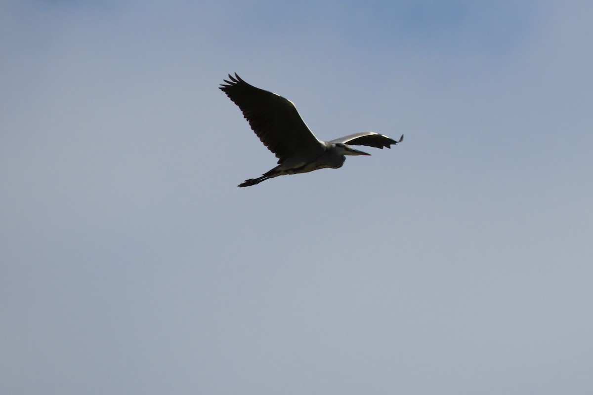 Gray Heron - ML610780200