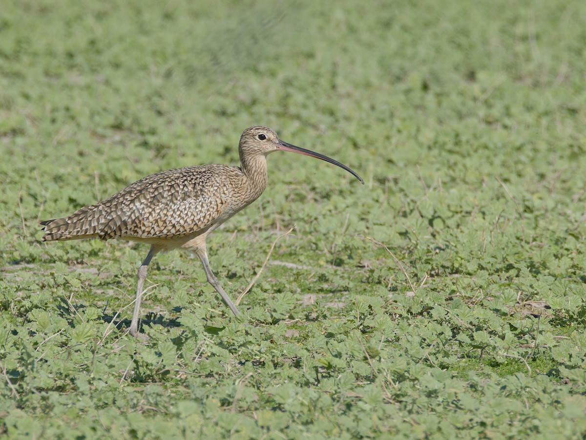 Long-billed Curlew - ML610780214