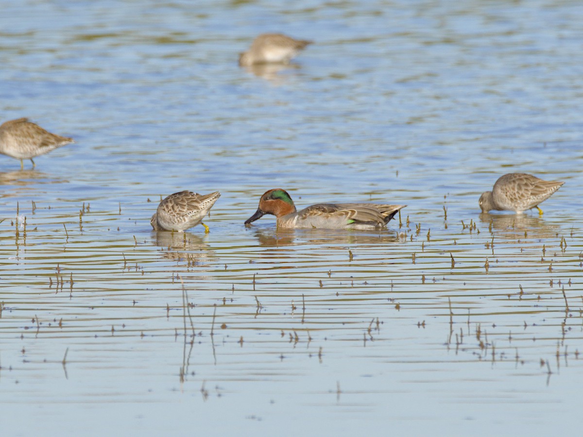 Green-winged Teal - ML610780240