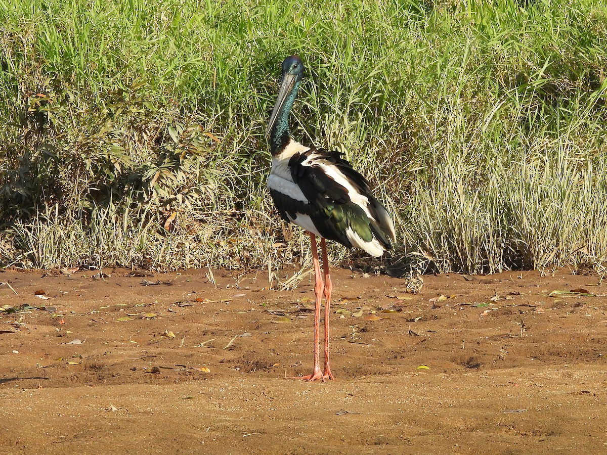 Black-necked Stork - ML610780325