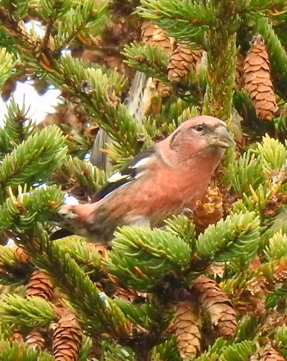 White-winged Crossbill - Marty Finch