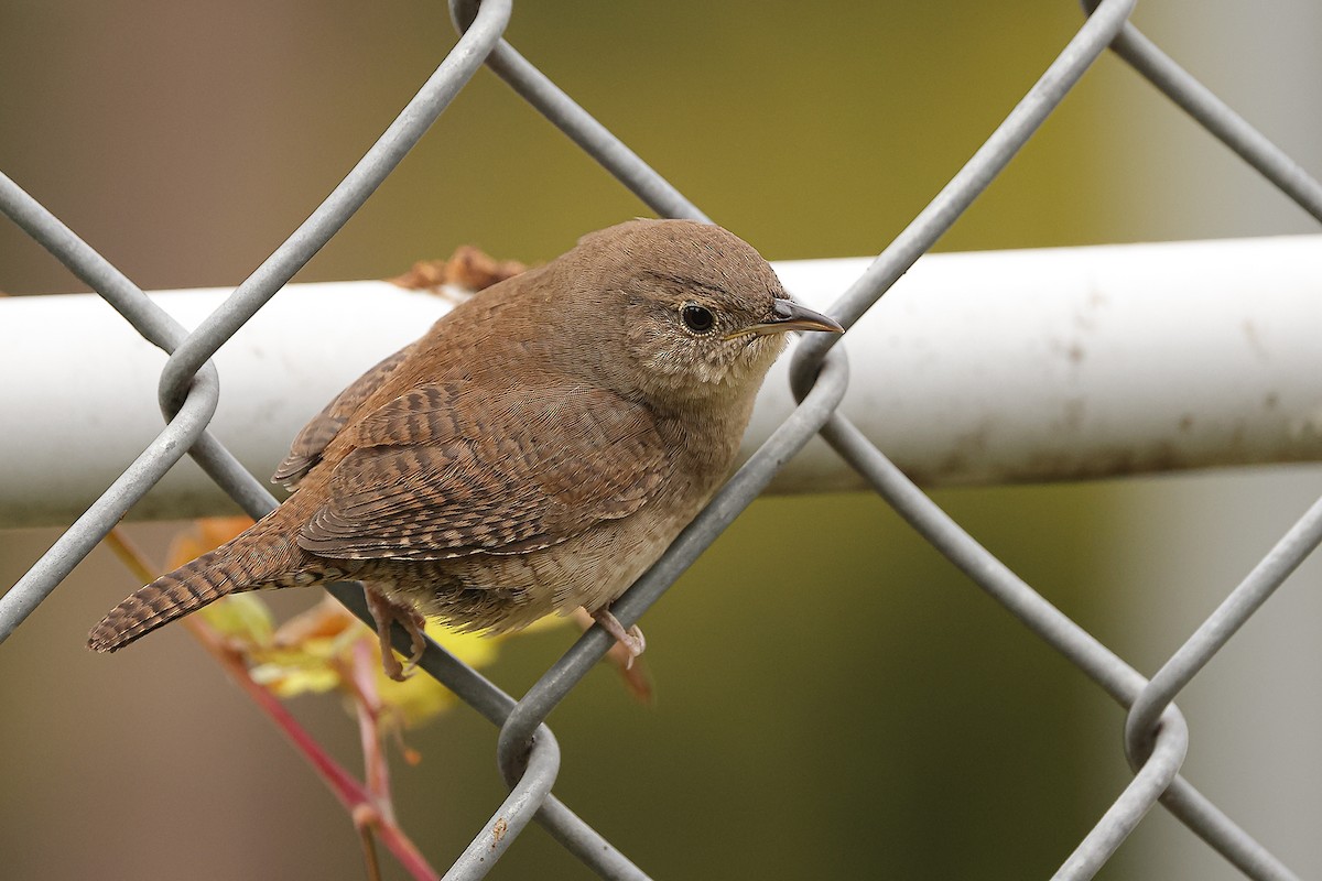 House Wren - ML610780509