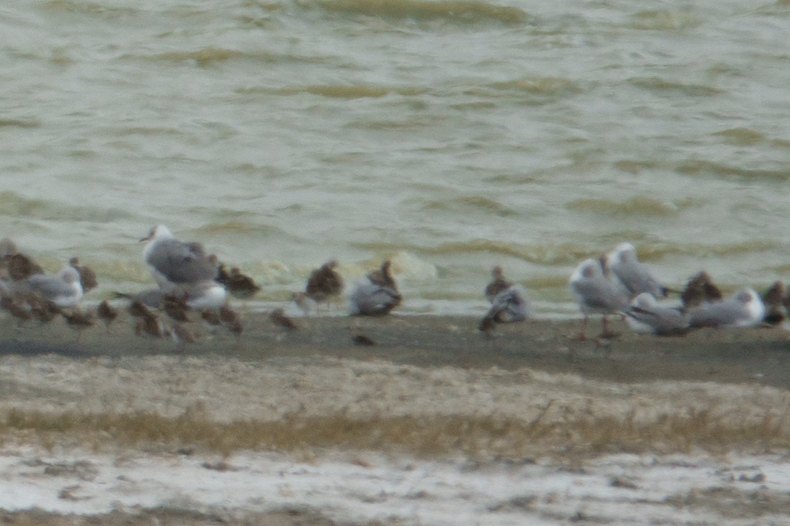 Gray-hooded Gull - ML610780646