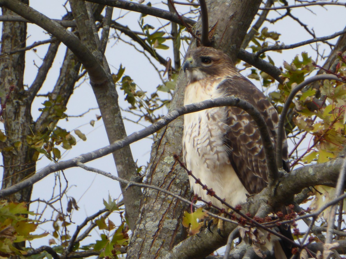 Red-tailed Hawk - Bill Liebl