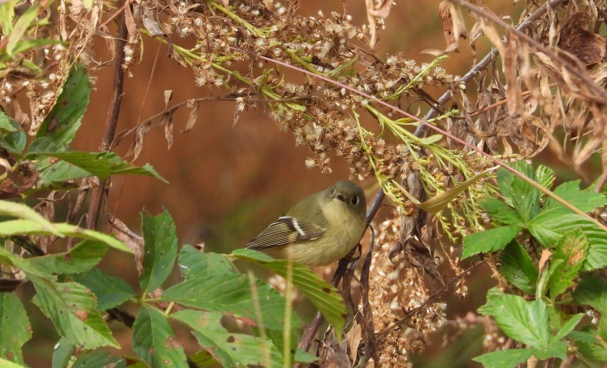 Ruby-crowned Kinglet - ML610780681