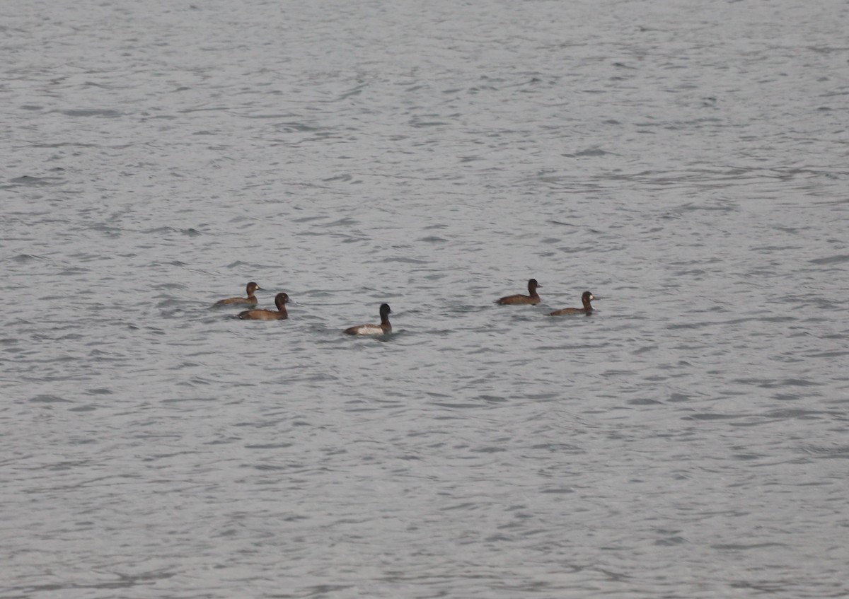 Greater Scaup - ML610780723