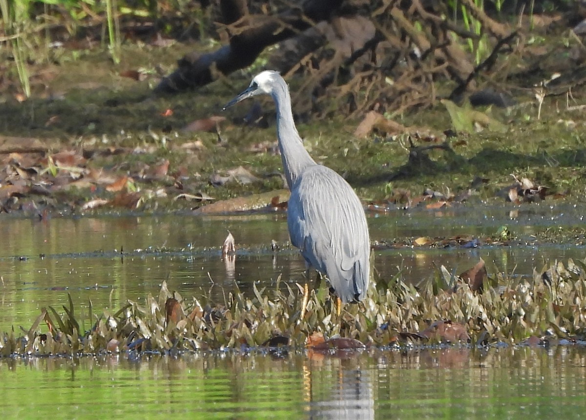 White-faced Heron - ML610780786