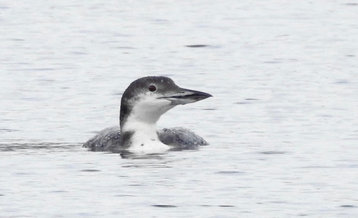 Common Loon - ML610780810