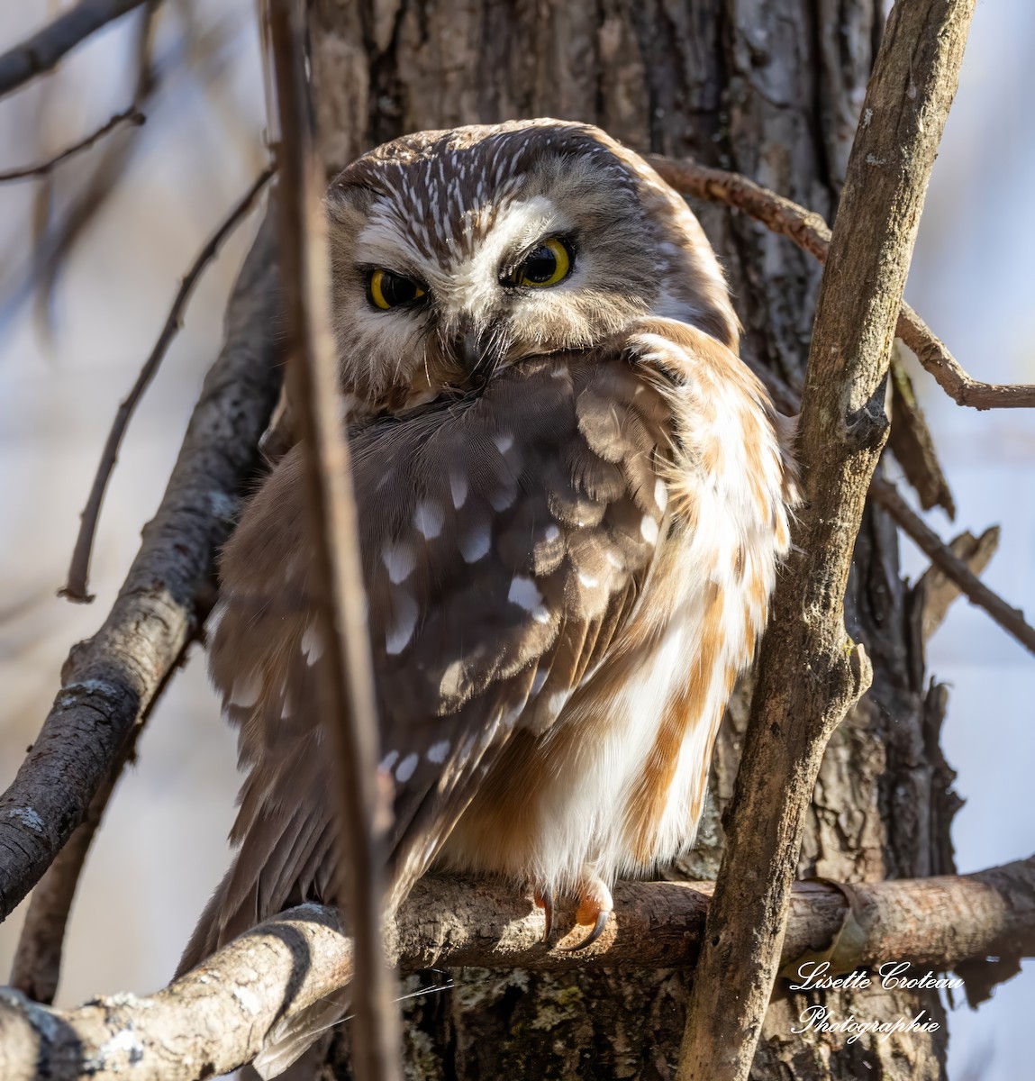 Northern Saw-whet Owl - ML610780833