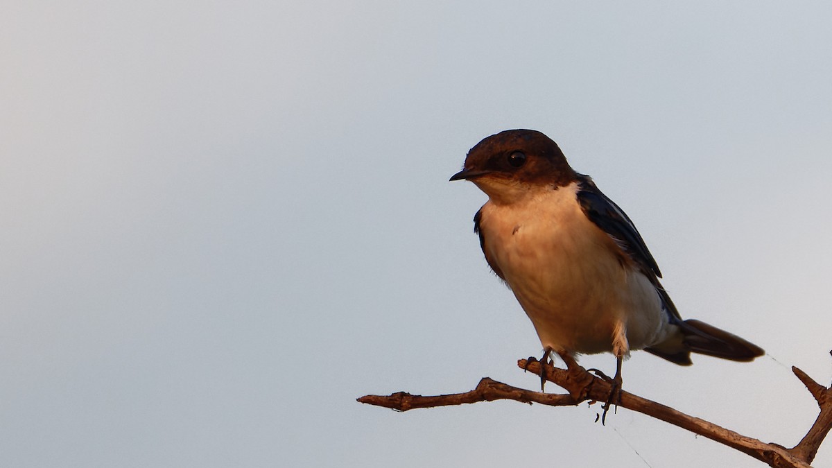 Pied-winged Swallow - Björn Reese
