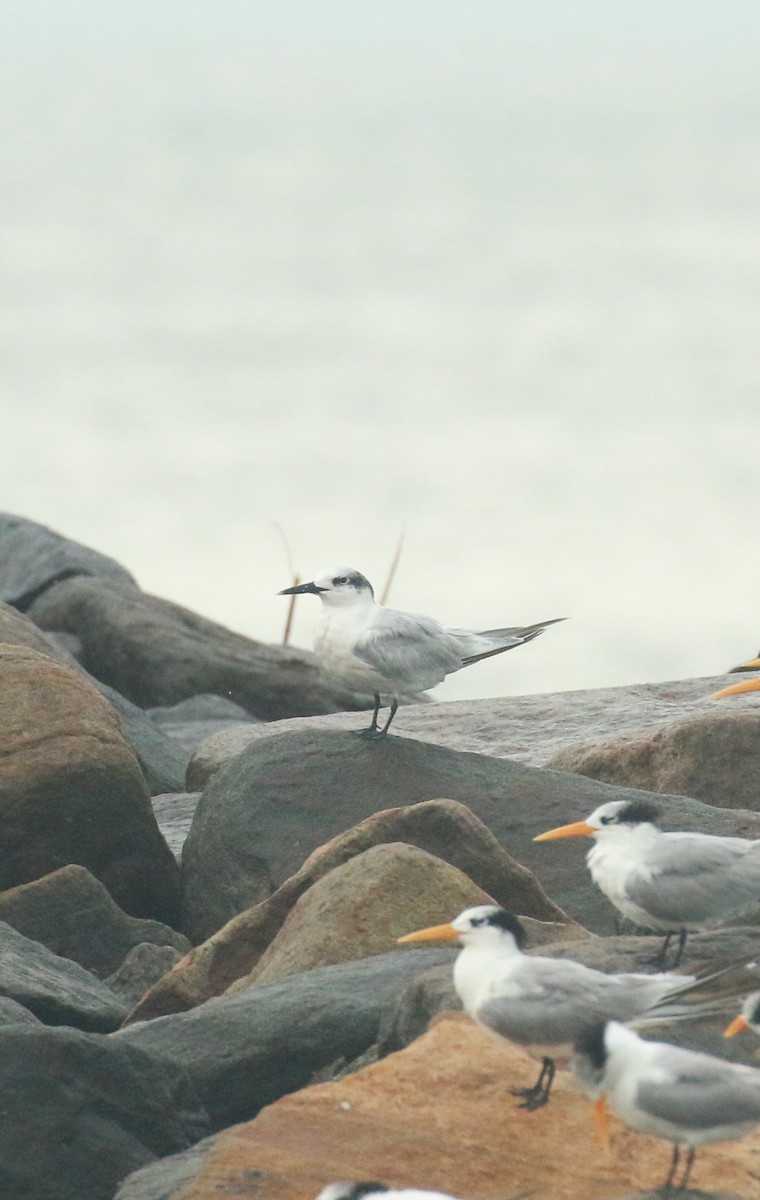 Sandwich Tern - ML610780916