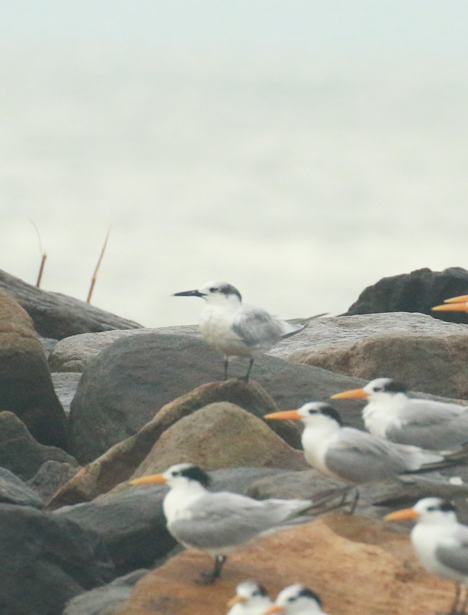 Sandwich Tern - ML610780917