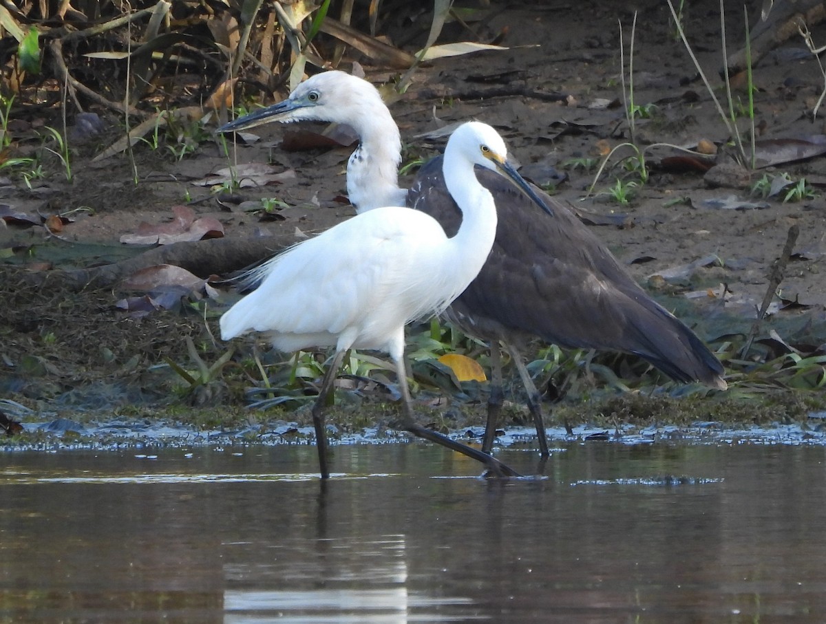 volavka stříbřitá (ssp. nigripes) - ML610780932