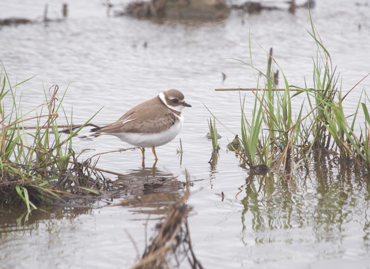 Semipalmated Plover - ML610780988