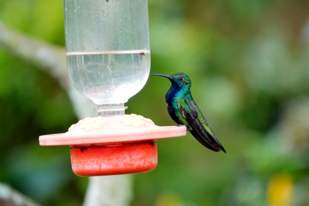 kolibřík tropický - ML610780991