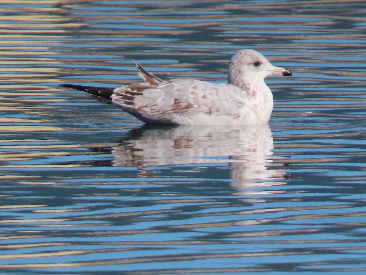 Ring-billed Gull - ML610781006