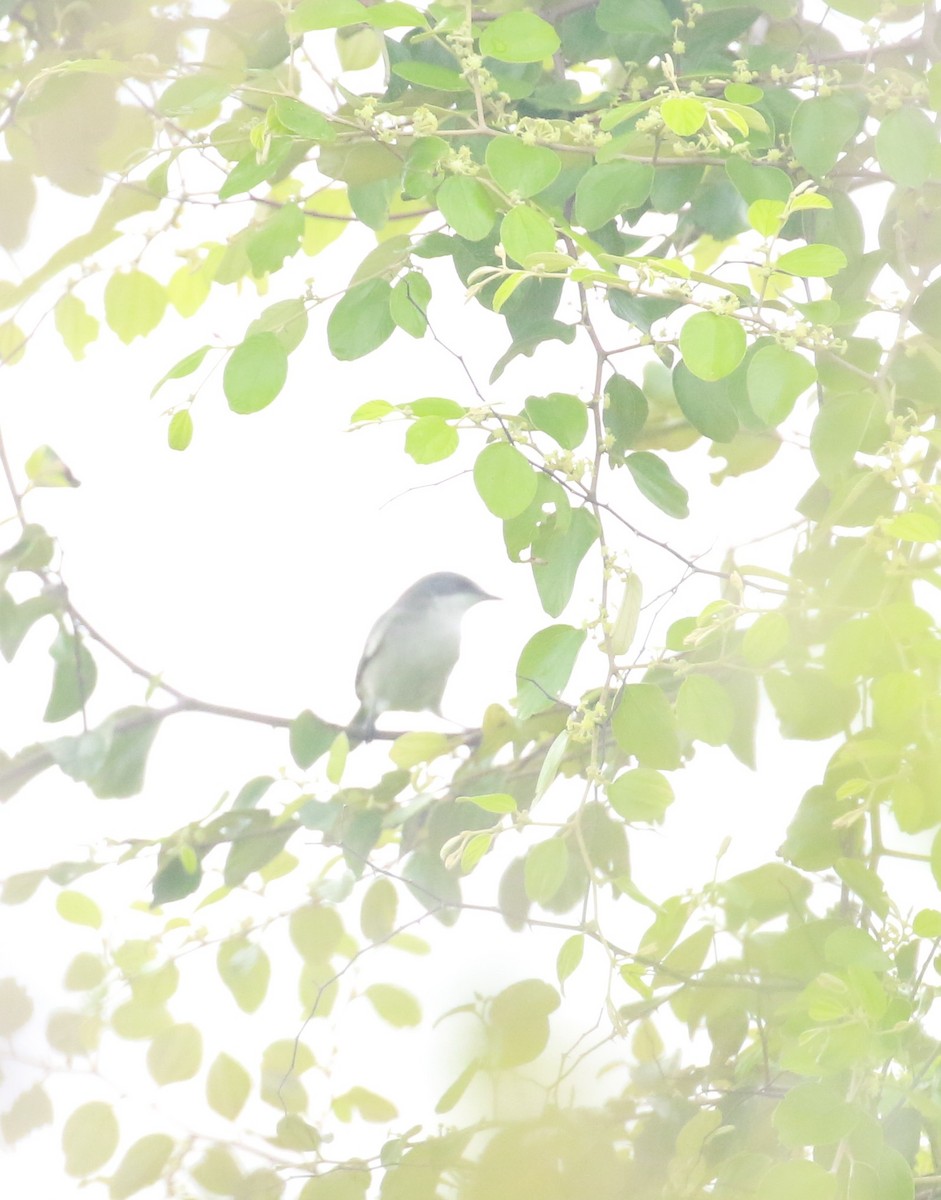 Lesser Whitethroat - shino jacob koottanad