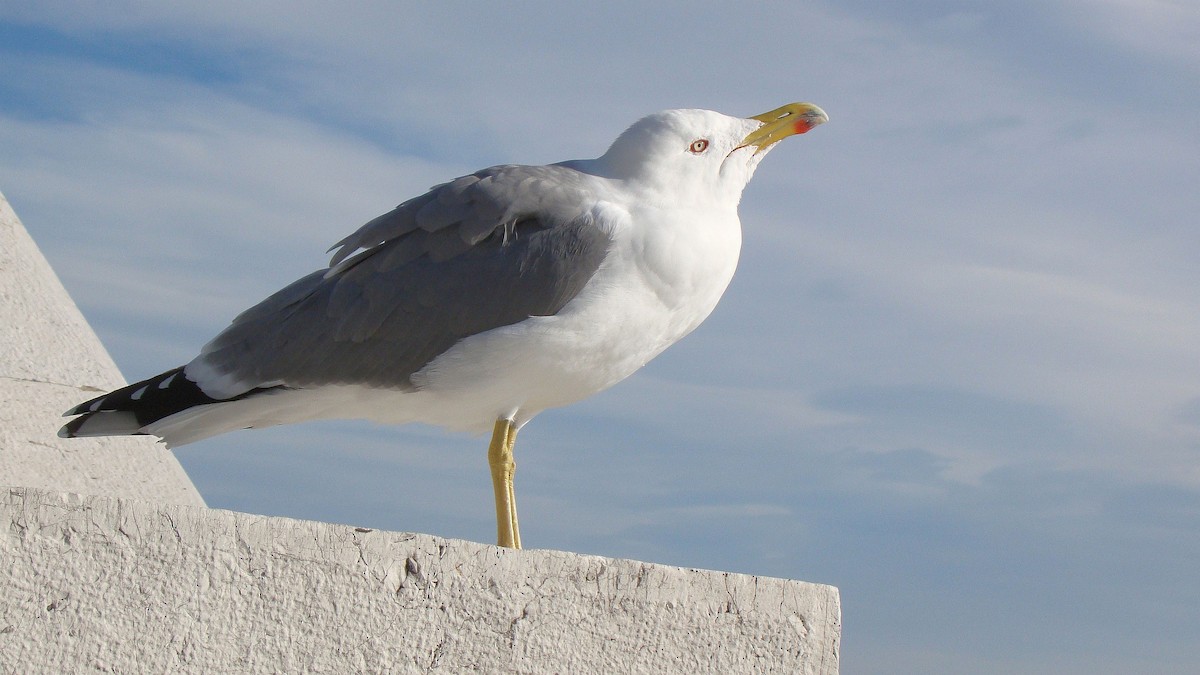 Yellow-legged Gull - ML610781047