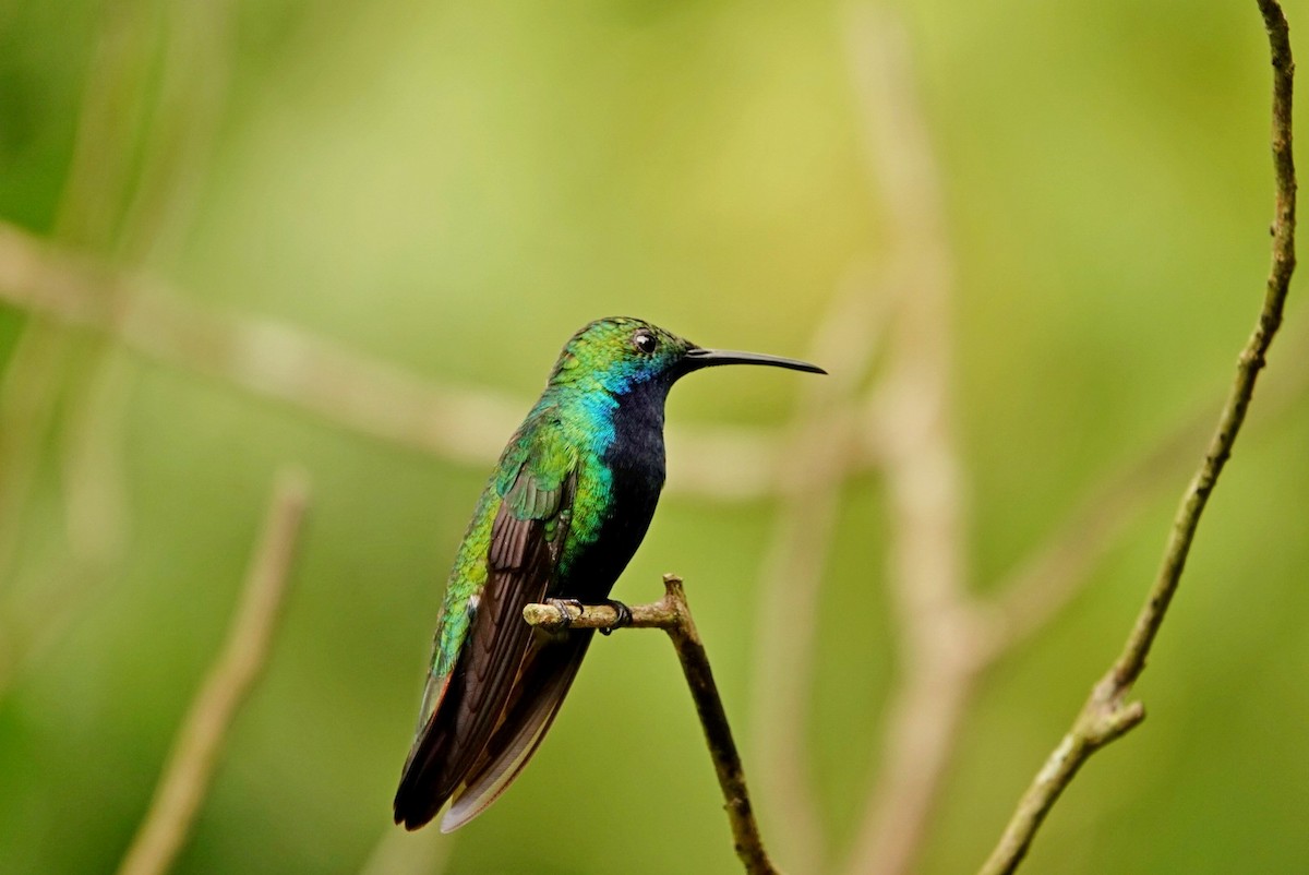 kolibřík tropický - ML610781053