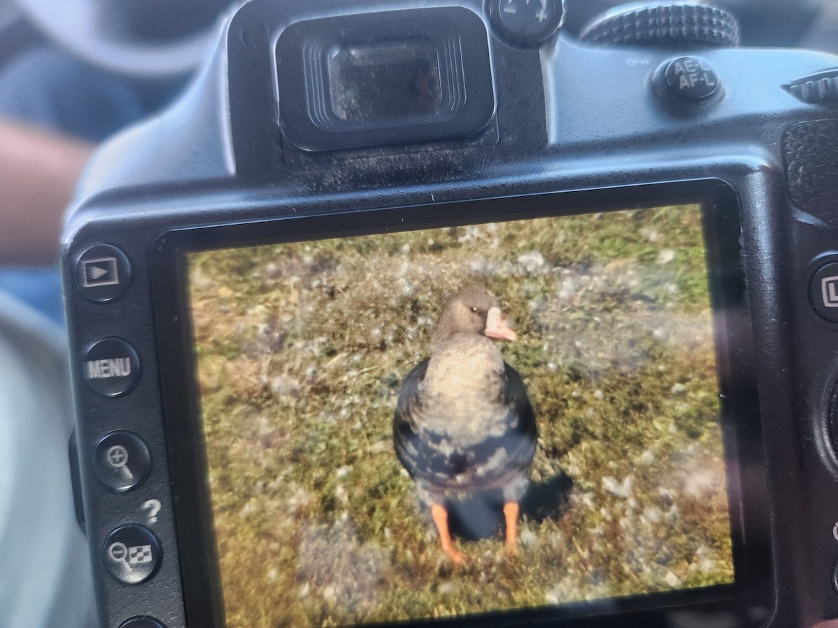 Greater White-fronted Goose - ML610781129