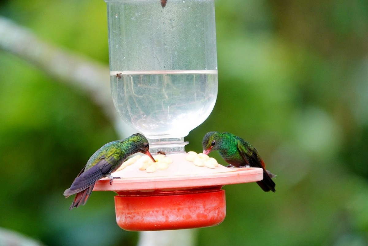Rufous-tailed Hummingbird - Bill Ypsilantis