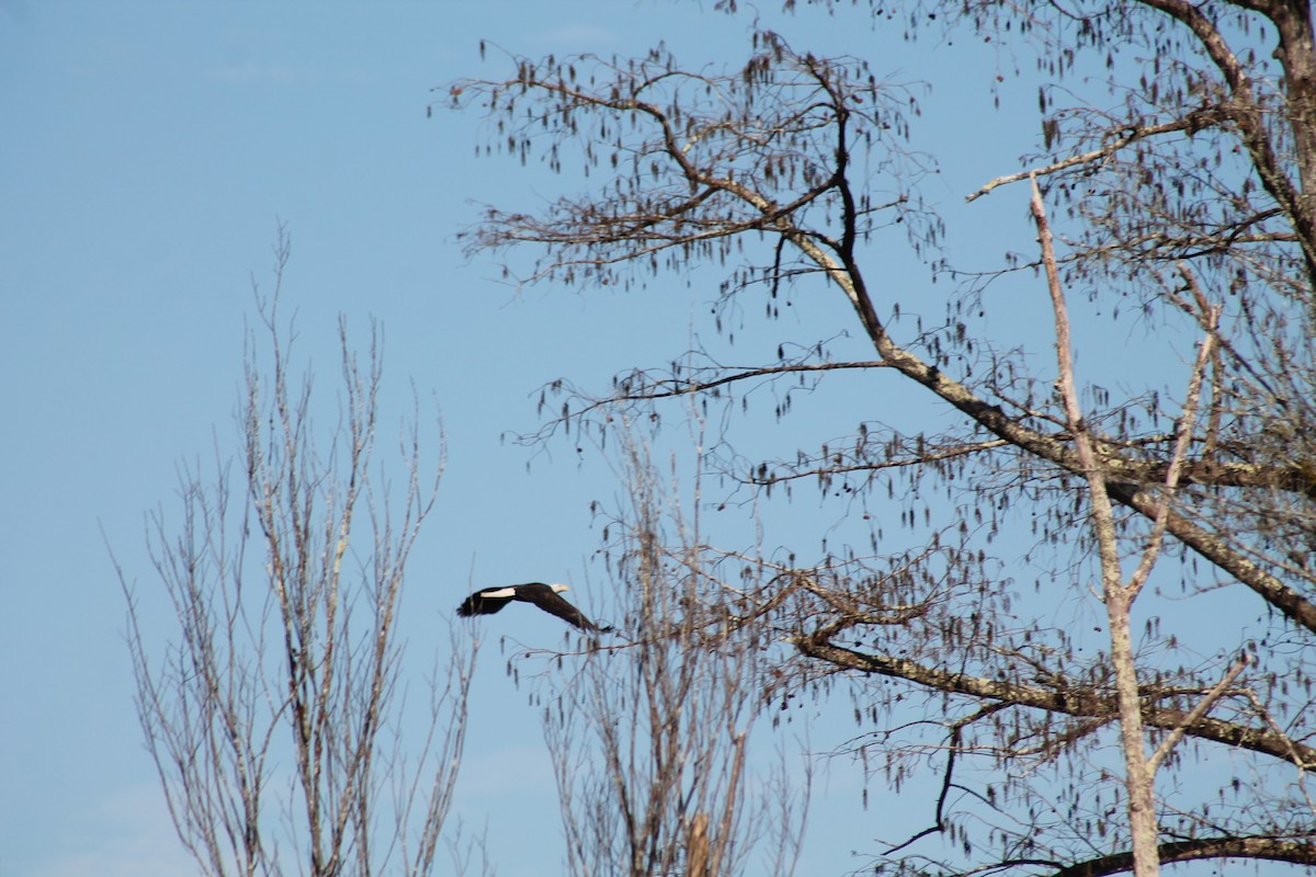 Bald Eagle - ML610781278