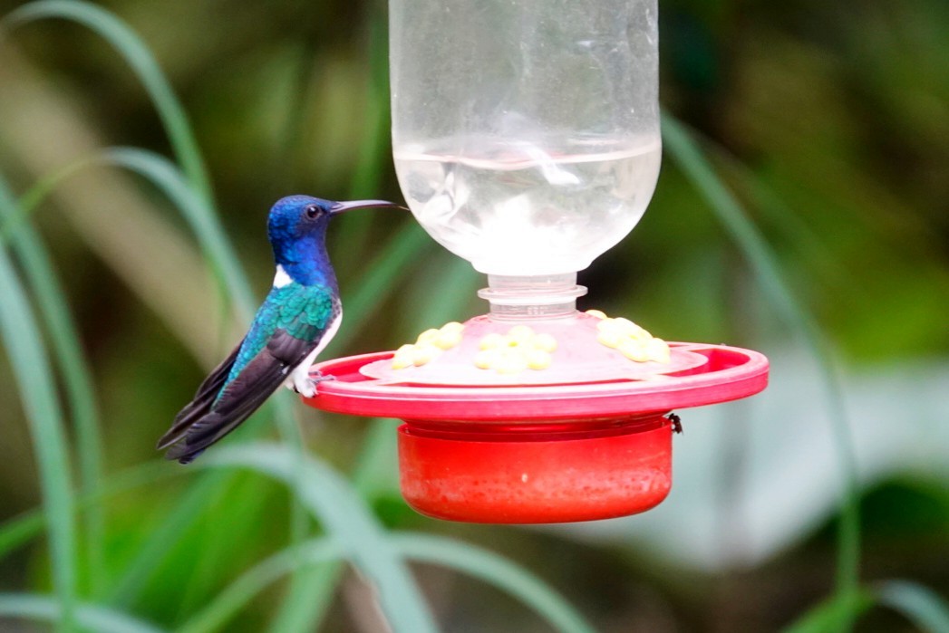 White-necked Jacobin - ML610781302