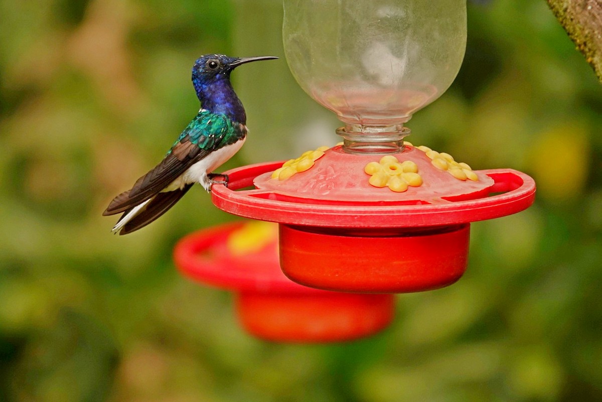 kolibřík bělokrký - ML610781314