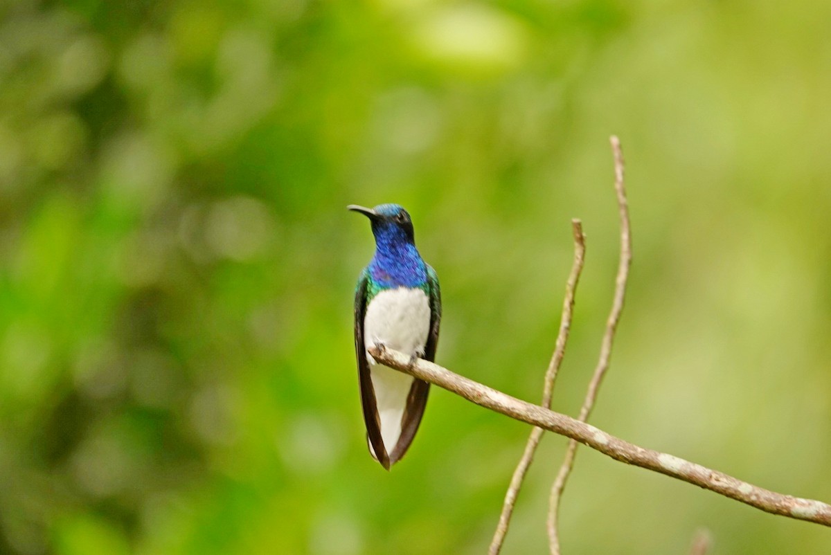 White-necked Jacobin - ML610781329