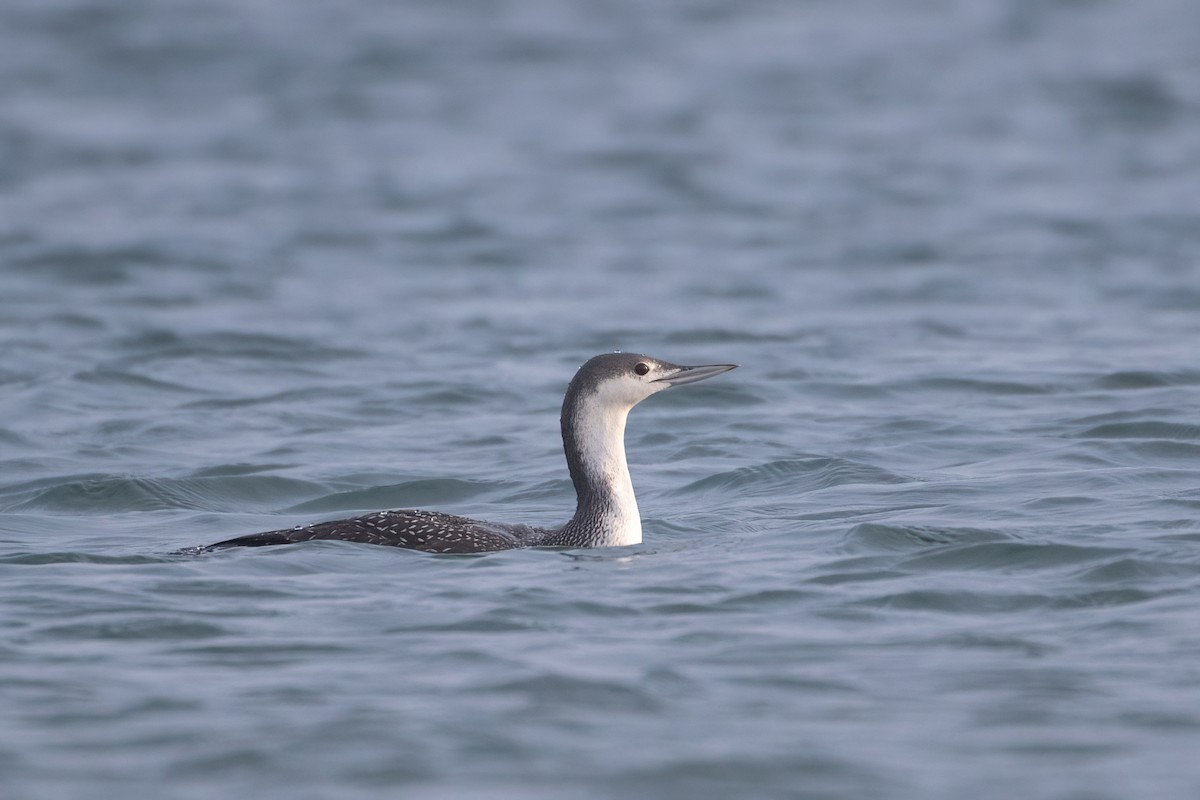 Red-throated Loon - Davey Walters