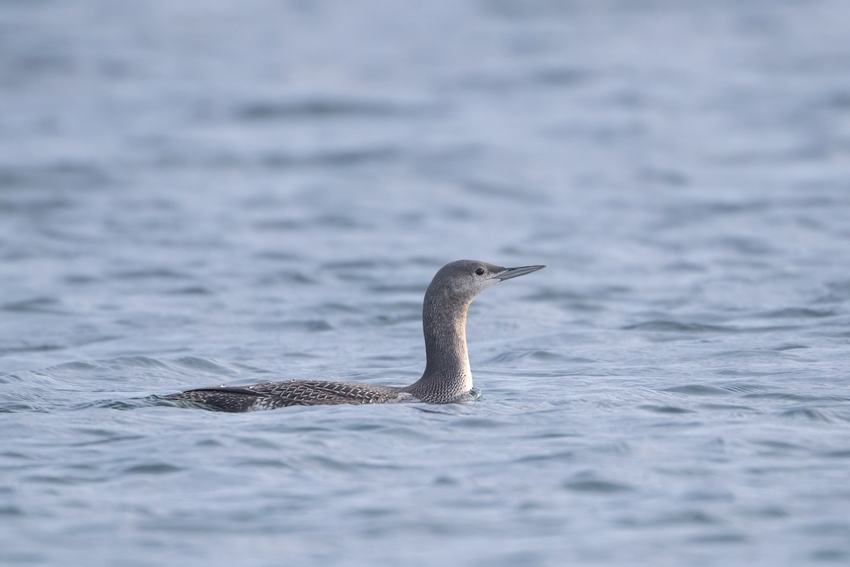 Red-throated Loon - Davey Walters