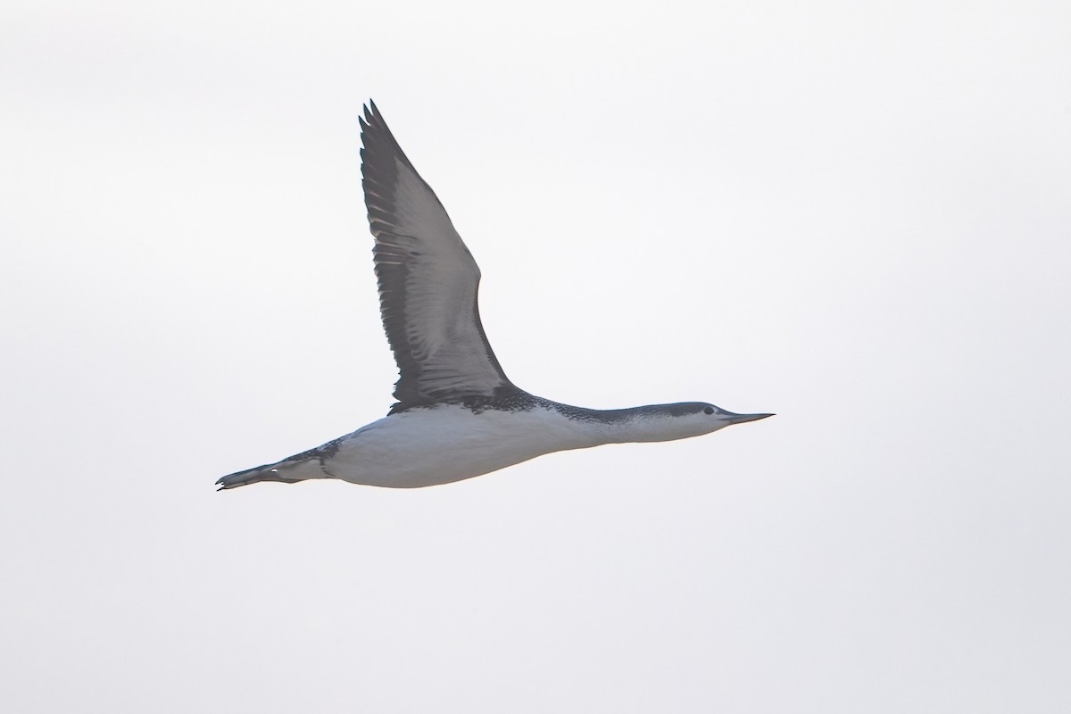 Red-throated Loon - Davey Walters